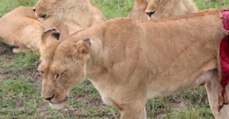 A Lion Was Left Severely Injured After A Buffalo Attack, And What The Vets Did To Help Was Amazing