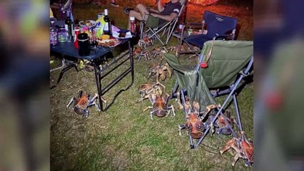 This family's picnic was completely invaded by giant robber crabs