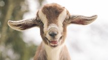 According to a Very Serious Study, Goats Prefer This Particular Kind of Person