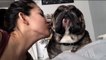 These Cats And Dogs Hate Kisses. You'll Be In Stitches!