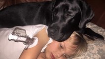 This Incredibly Heroic Dog Saved A Little Boy's Life