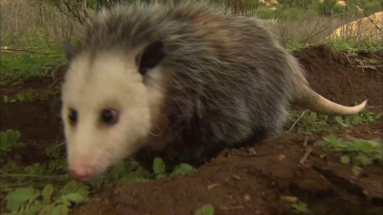 A spider devours a marsupial in an unbelievable scene caught on camera