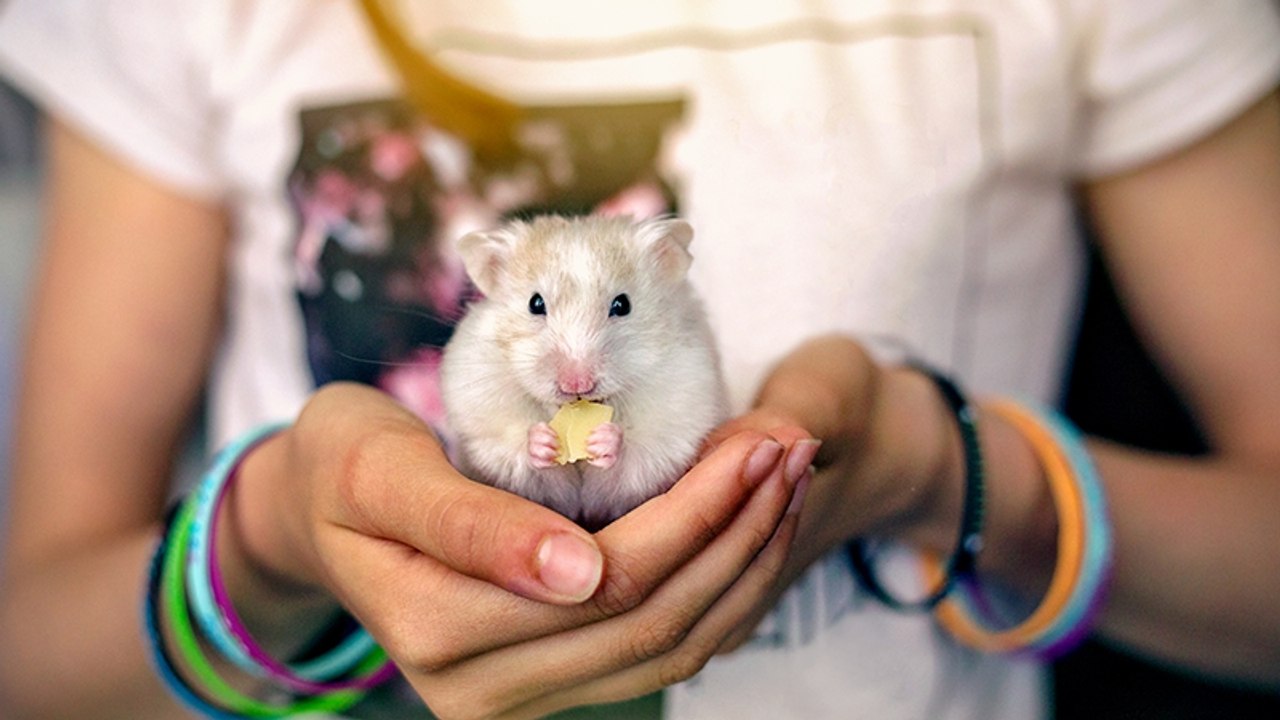 Dieser Hamster mag es nicht, wenn man ihn am Ohr anfasst: Seine Reaktion ist zu komisch!