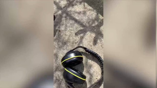 Man who feels a tickling in his ears discovers huge huntsman spider