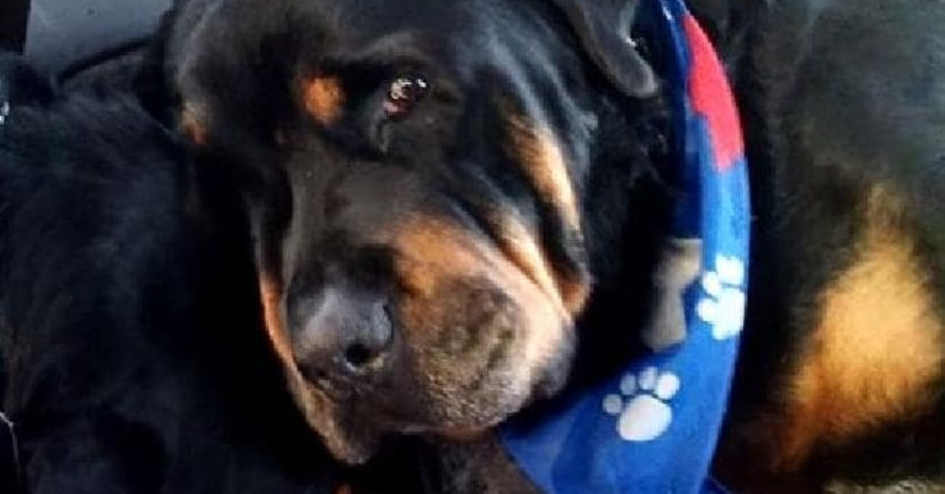 Hund bricht in Tränen aus, als er seinen toten Bruder findet