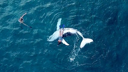 This baby whale swam right up to a diver and gave him a pleasant surprise