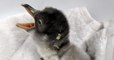 A couple of gay penguins became parents when they received this adorable chick