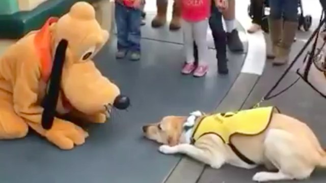 This Guide Dog Met Pluto At Disneyland, What Happened Next Is Adorable!