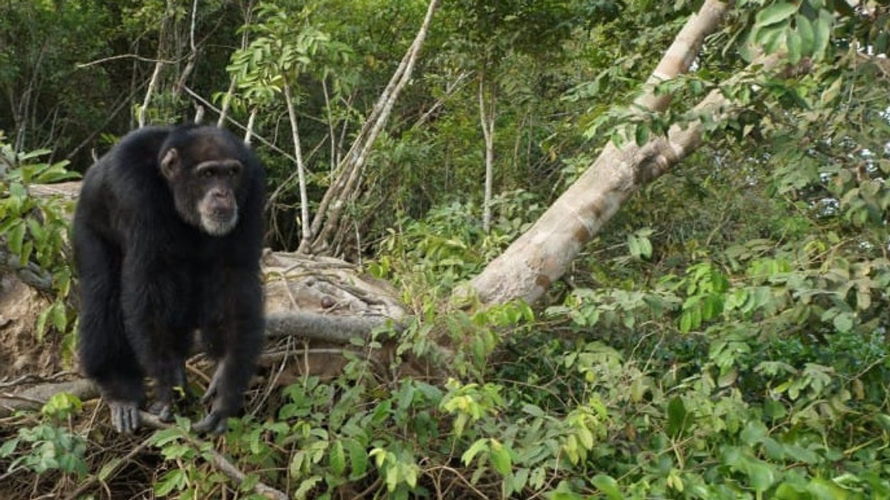 This chimp had an incredible reaction to seeing a human for the first time