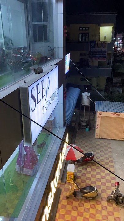 Rescuing Mother Cat Stuck on Second Story