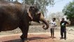 This circus elephant was finally saved after 53 years of abuse