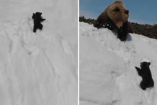 There's a disturbing detail about this cute 'climbing bear cub' video