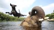 This dog and elephant have the most unlikely friendship