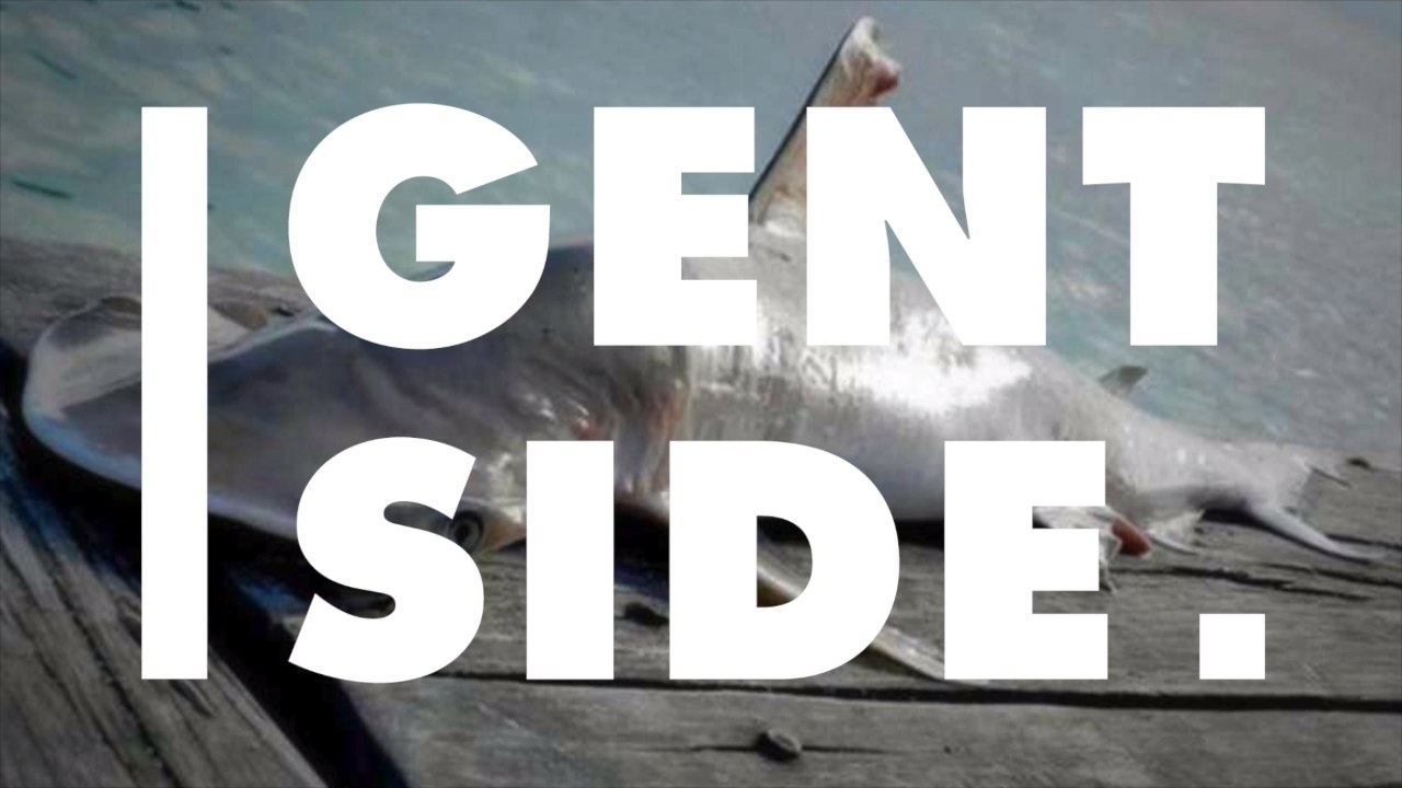 Forscher entdecken unbekannten Hai: Sein Kopf ist besonders seltsam