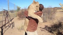 Wholesome Moment Lioness Sirga Embraces Her Beloved Owner