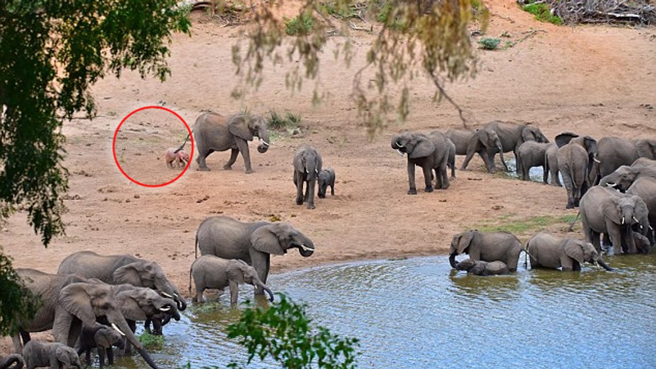 This Photographer Was On Safari... But She Neve...