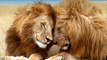 This Heartwarming Video Shows The Incredible Bond Between A Lion And His Human Keeper