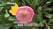 [INCIDENT] A botanical garden where flowers bloom 365 days a year., 생방송 오늘 아침 220303