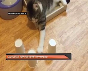 Kucing bijak, teka permainan Cup And Ball