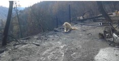 This Dog Had Been Left Behind In the California Fires, Where They Found Her Left Them Speechless