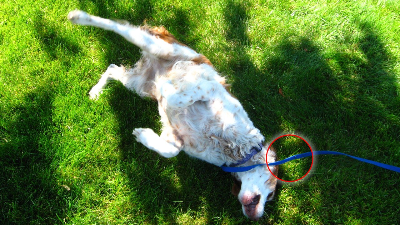 Gefahr für Hunde im Frühling: Auf diese kleinen Tiere müsst ihr achten!