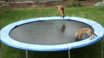 These baby foxes jumping on a trampoline is the cutest thing ever