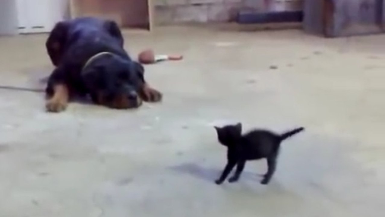 Das Kätzchen spielt seelenruhig, als der Rottweiler plötzlich angreift