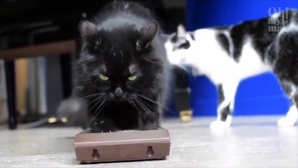 Your Cat May Not Love You As Much as You Think… Here’s Why