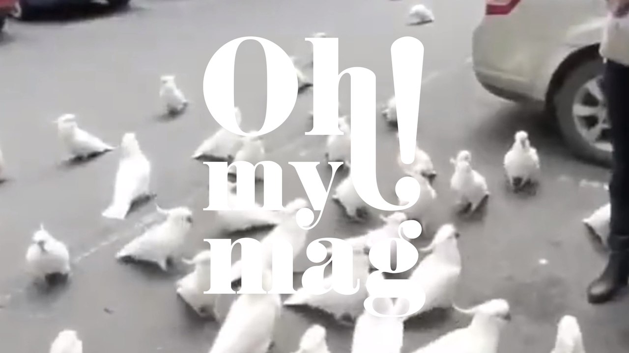 Vogelfütterung: Frau ist überrascht, welche Vögel sie anlockt