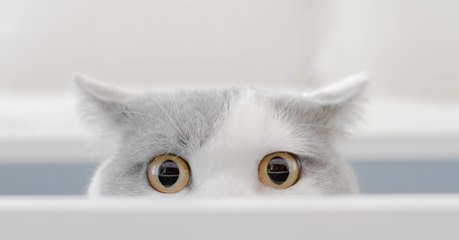 When this cat's owner showed her an optical illusion, she had the funniest reaction