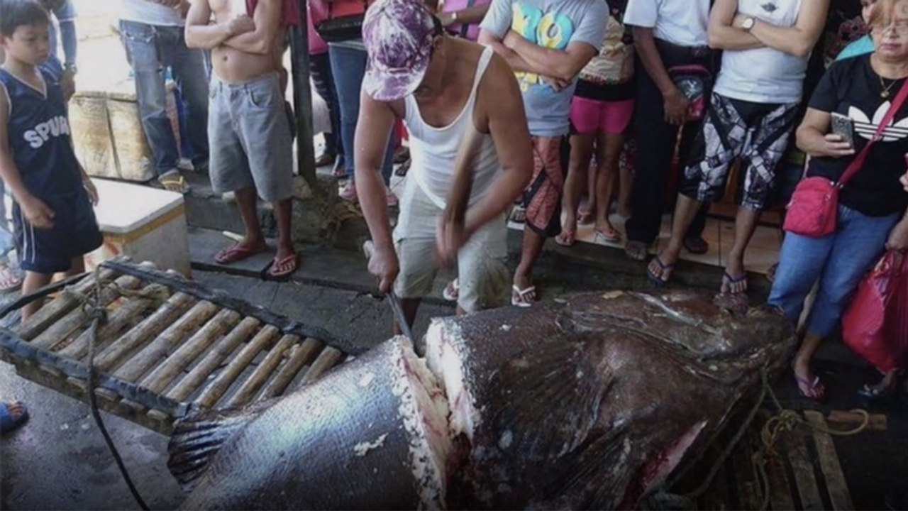 Angler fängt 200-kg-Fisch: Doch die richtige Überraschung kommt, als er ihn aufschneidet