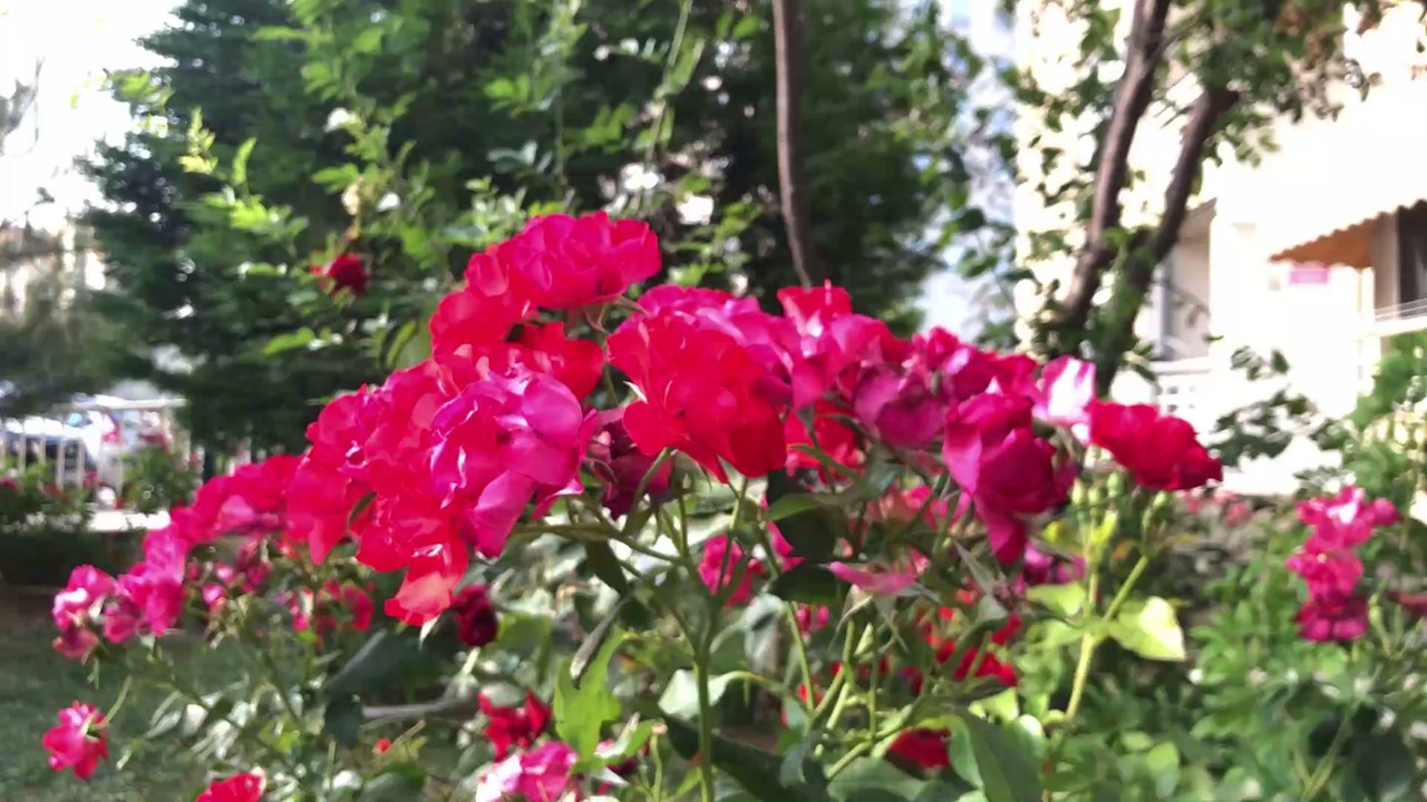 Kein grüner Daumen? Egal, denn dieses Abfallprodukt macht deine Rosen wunderschön