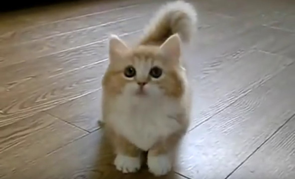 Das Kätzchen blickt in die Kamera, dann tut die Besitzern etwas Unerwartetes