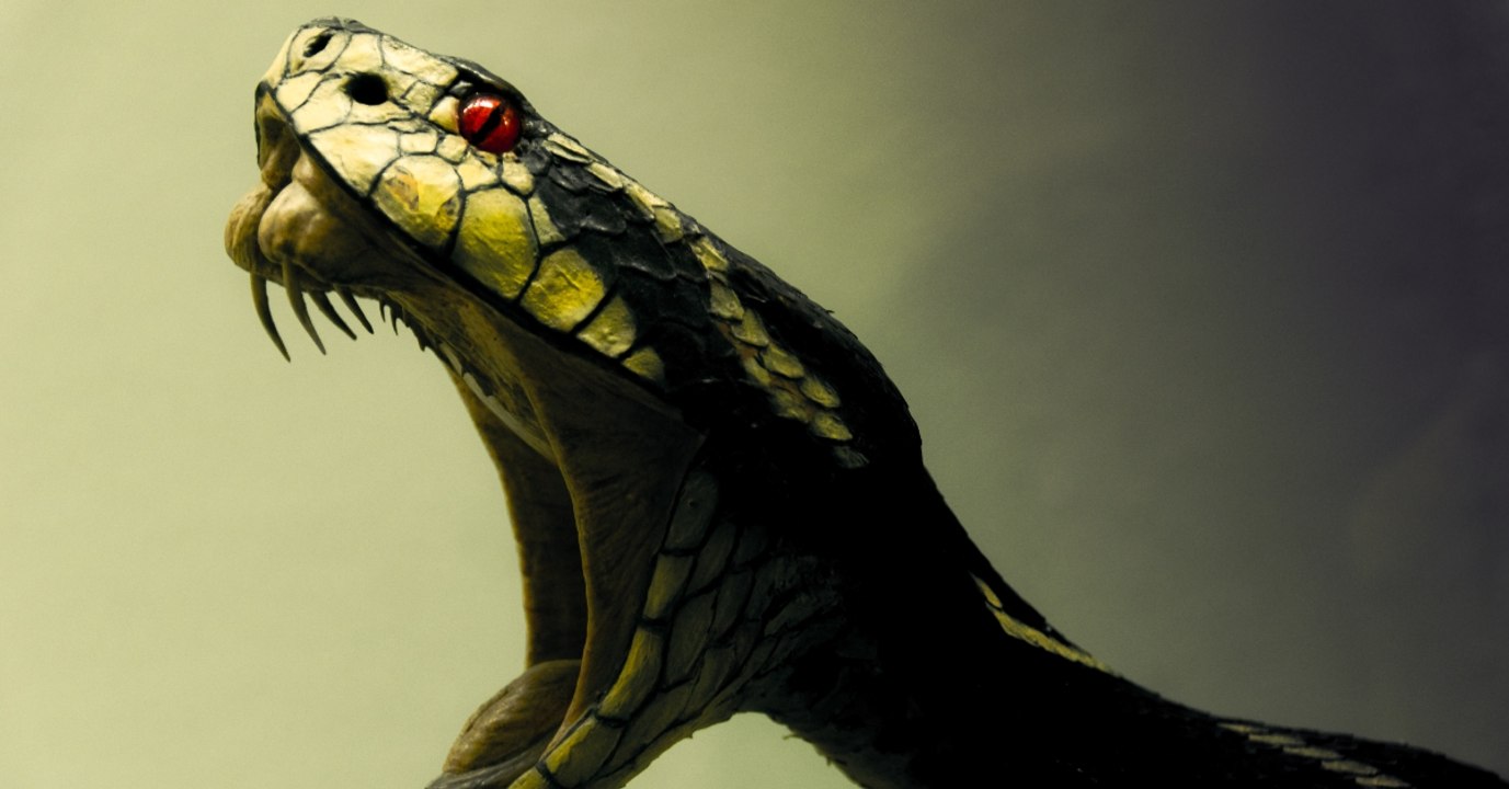 Decapitated snakes can still bite hours later