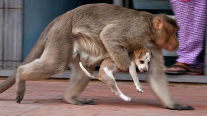 Affe hilft schutzlosem Welpen: Dann passiert das Undenkbare
