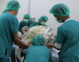 Good luck coins prove fatal for Thai 'piggy bank' turtle