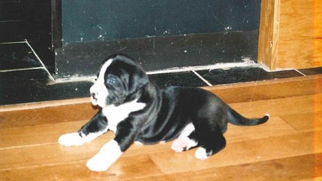 Frau adoptiert Jack-Russell-Welpe: Dann findet ihr Mann heraus, was sie sich wirklich ins Haus geholt haben