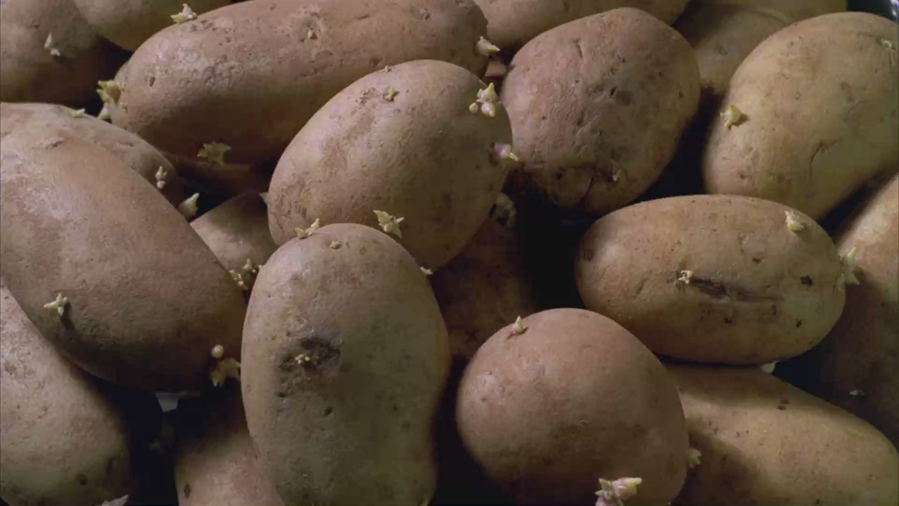 Dieses Obst verhindert, dass eure Kartoffeln zu keimen beginnen!