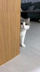 Kucing Kalo lagi serius..