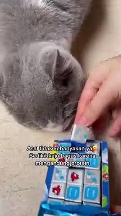 Kucing banyak maunya