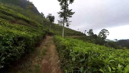 Kebun Teh Medini Limbangan Kab Kendal