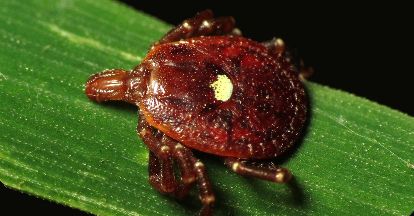 Durch den Biss dieser Zecke wird unser Essverhalten neu programmiert
