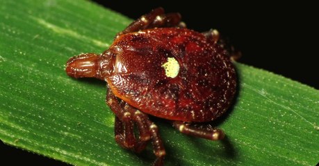 Durch den Biss dieser Zecke wird unser Essverhalten neu programmiert