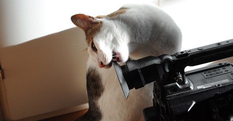 Mann stellt nachts eine Kamera auf und deckt auf, was seine Katze treibt