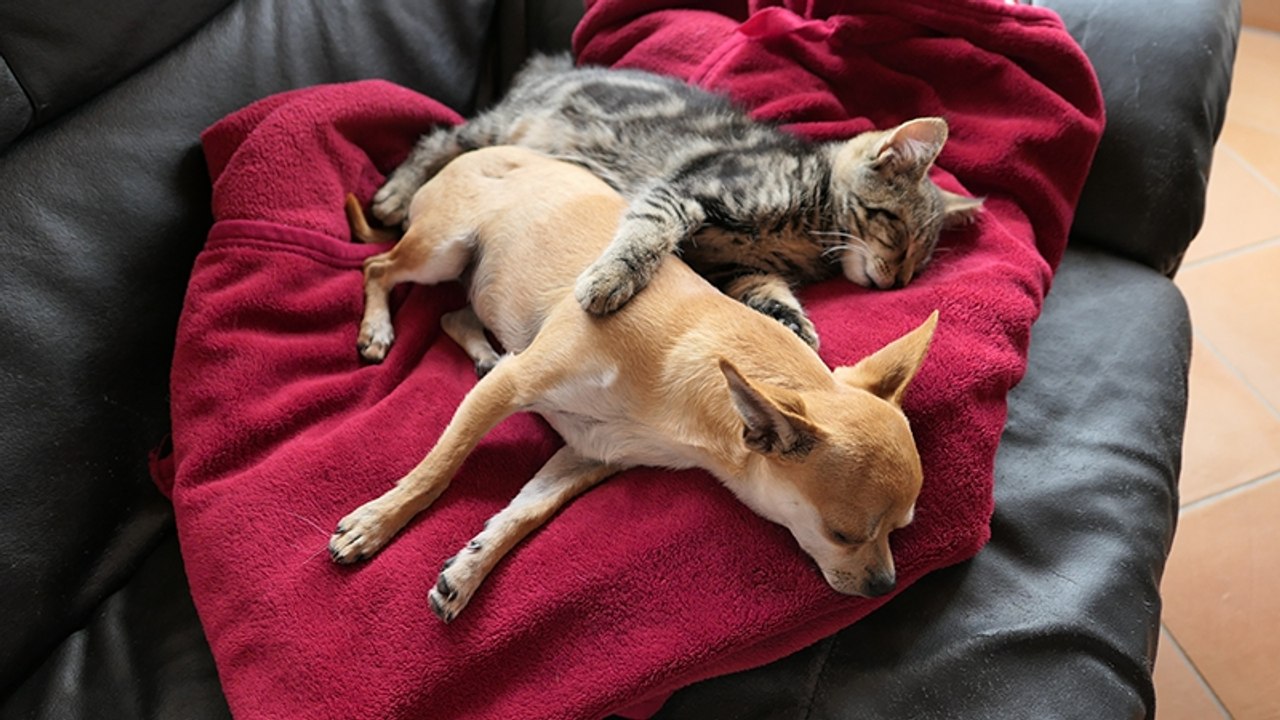 Warnung vor Haustieren: Darum sind unsere Lieblinge schlecht für die Umwelt