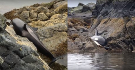 Download Video: Männer finden einen gestrandeten Orca, doch mit einer genialen Idee können sie sein Leben retten