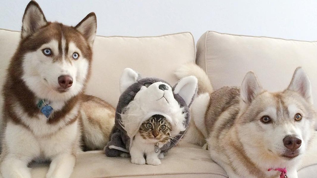 Kätzchen Rosie denkt, es sei ein Husky: Der Grund dafür ist herzzerreißend