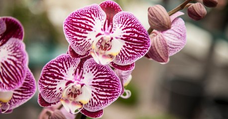 Télécharger la video: Damit ihre Orchidee lange blüht, legt diese Frau etwas ganz Bestimmtes in den Blumentopf