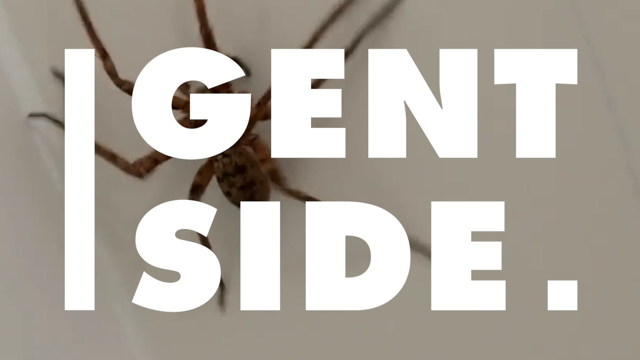 Hauswinkelspinne immer öfter in Wohnungen: Mit einer einfachen Mischung für die Sprühflasche vertreibt ihr sie!