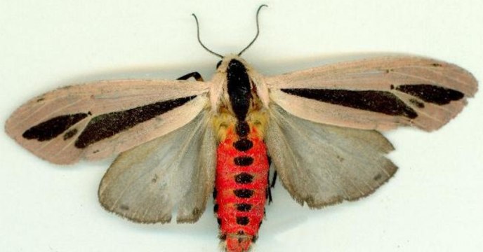 Er denkt er hätte einen Falter im Zimmer, doch plötzlich verwandelt er sich (Video)